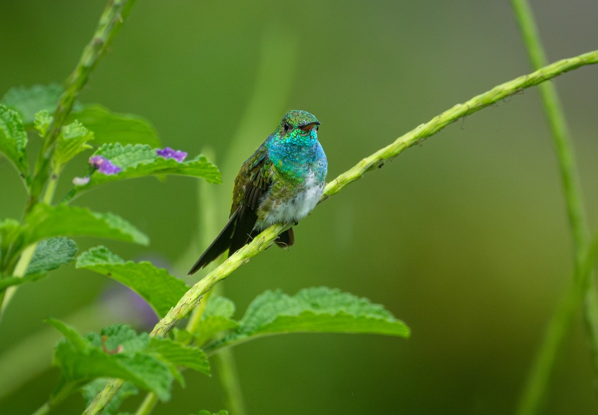 Mangrove Hummingbird - ML640587667