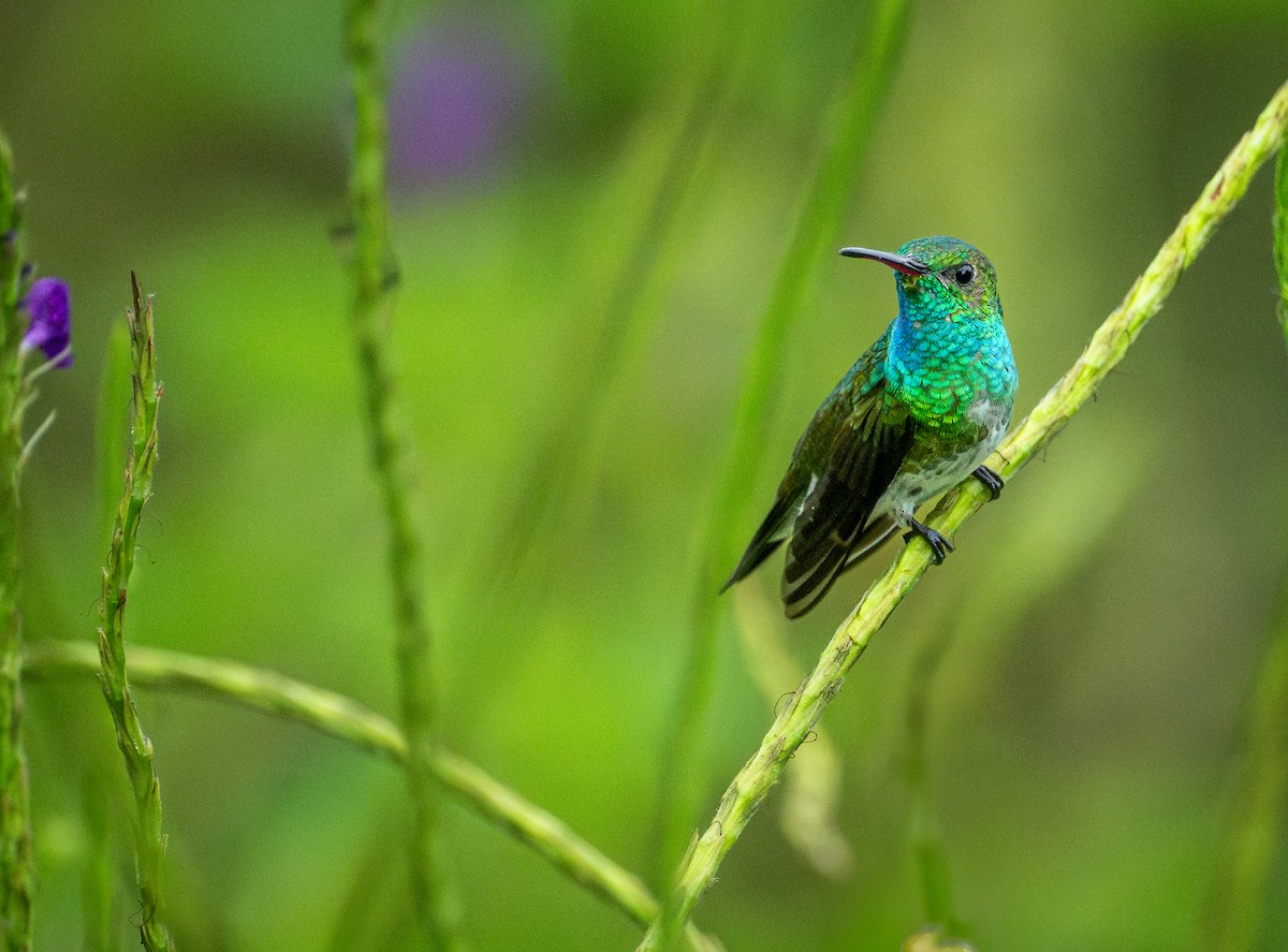 Mangrove Hummingbird - ML640587668