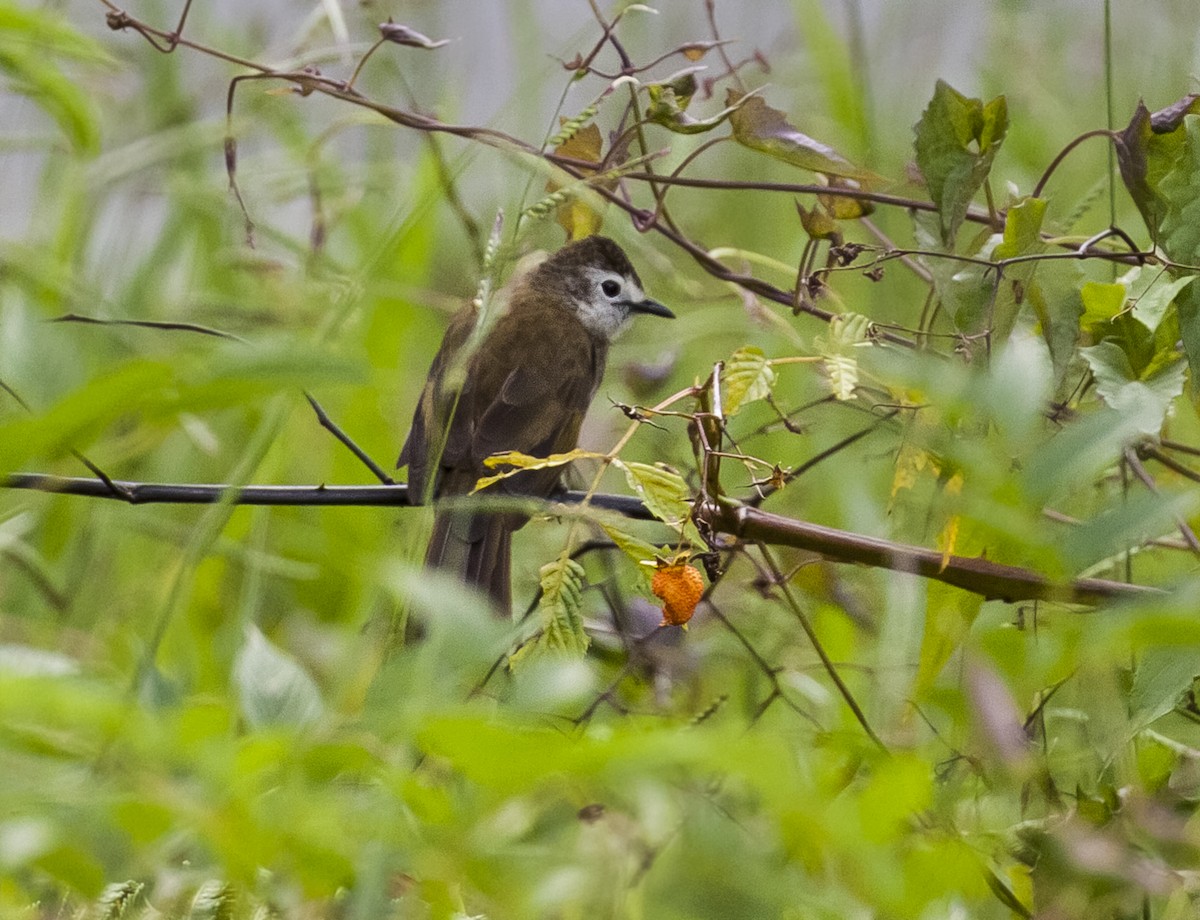 Bulbul à face pâle - ML640587694
