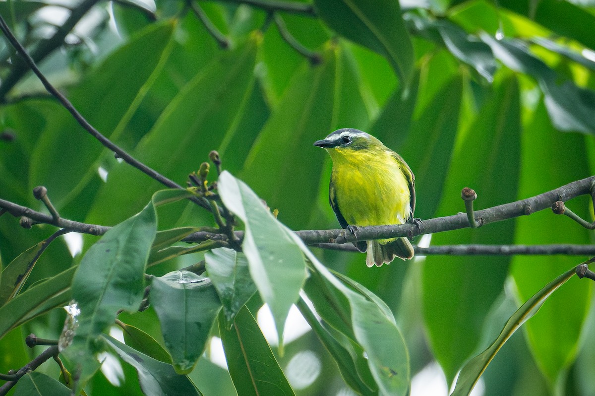 Yellow-bellied Tyrannulet - ML640587695