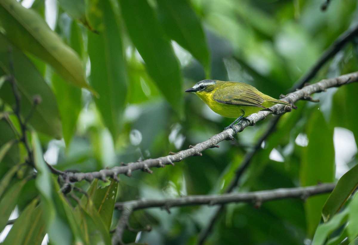 Yellow-bellied Tyrannulet - ML640587696