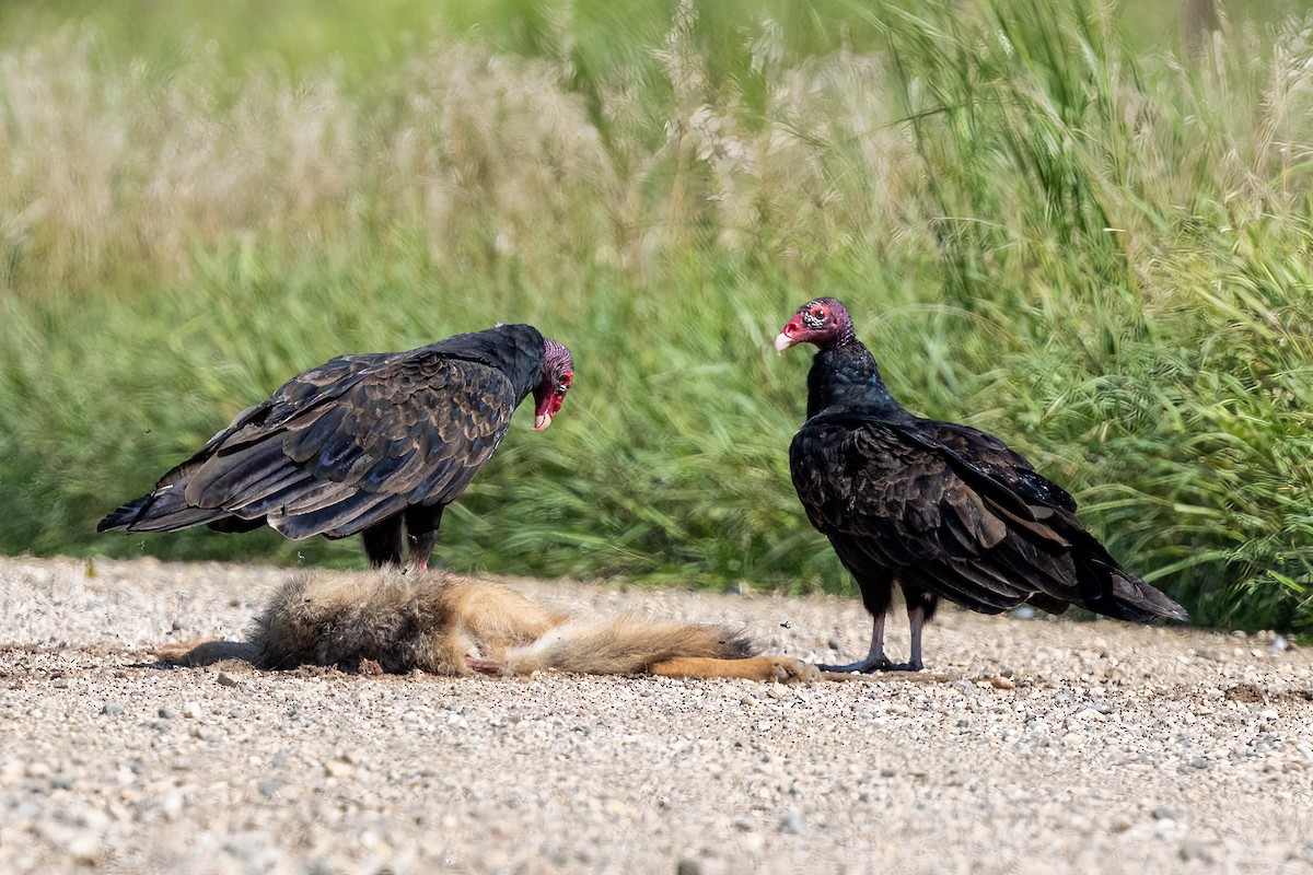 Turkey Vulture - ML640587703