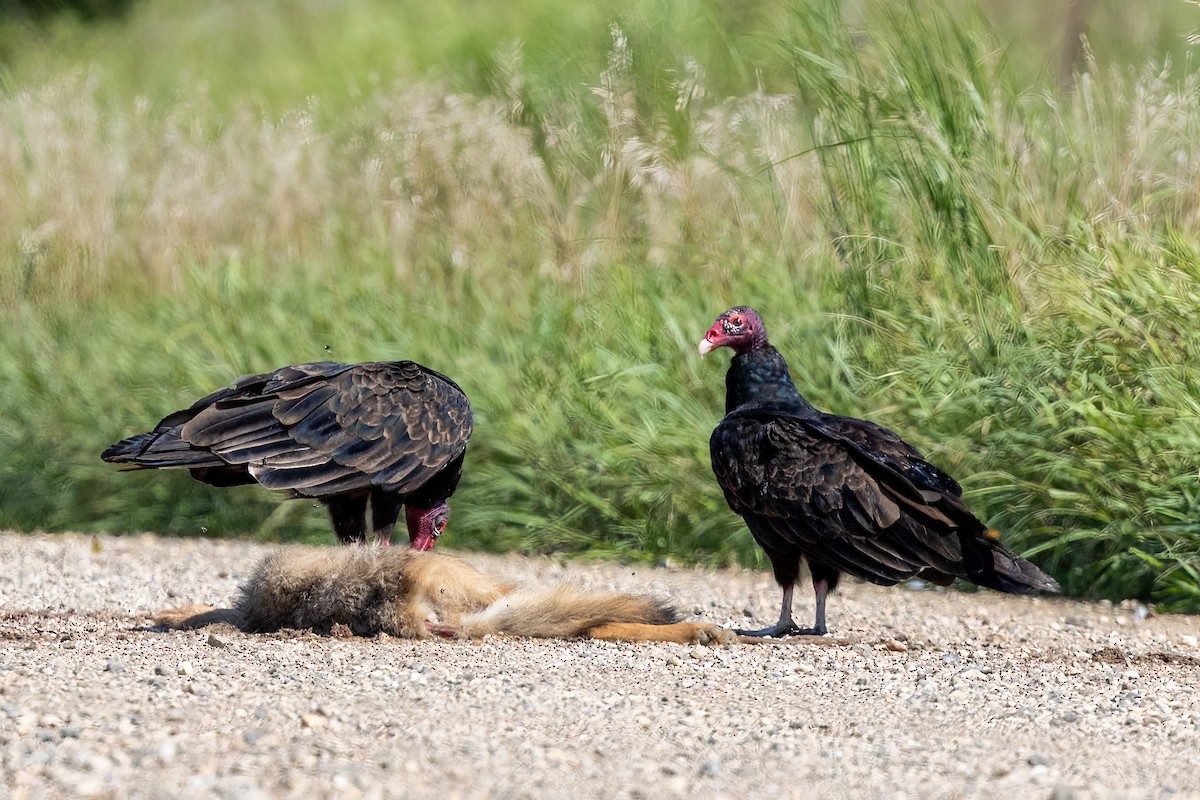 Turkey Vulture - ML640587704