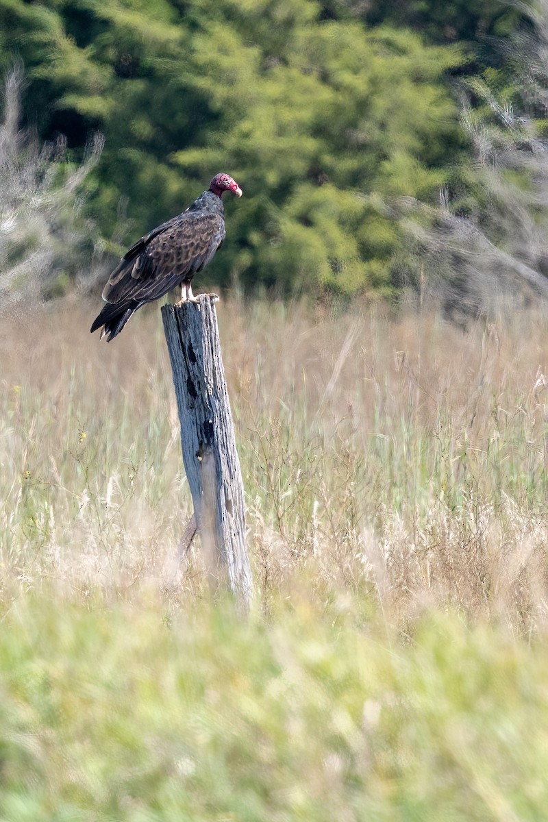 Turkey Vulture - ML640587706