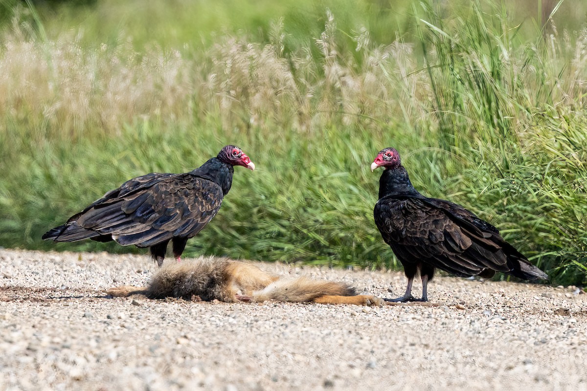 Turkey Vulture - ML640587707