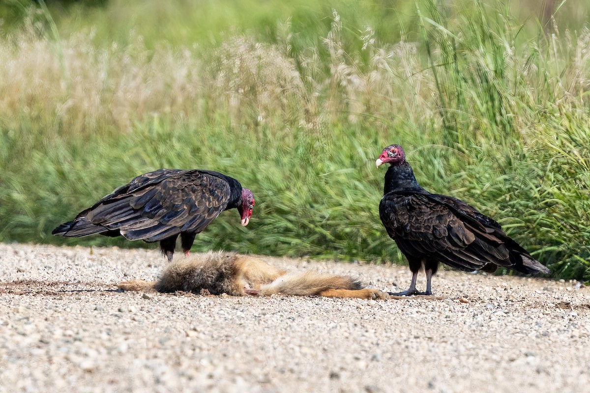 Turkey Vulture - ML640587708