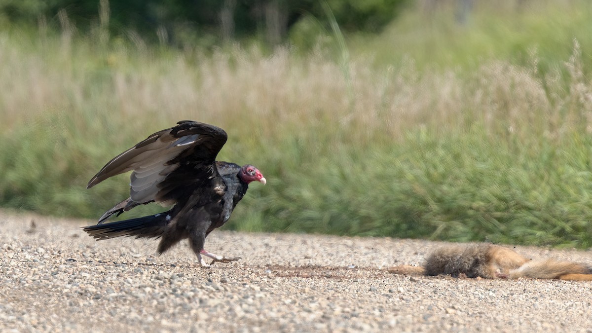 Turkey Vulture - ML640587709