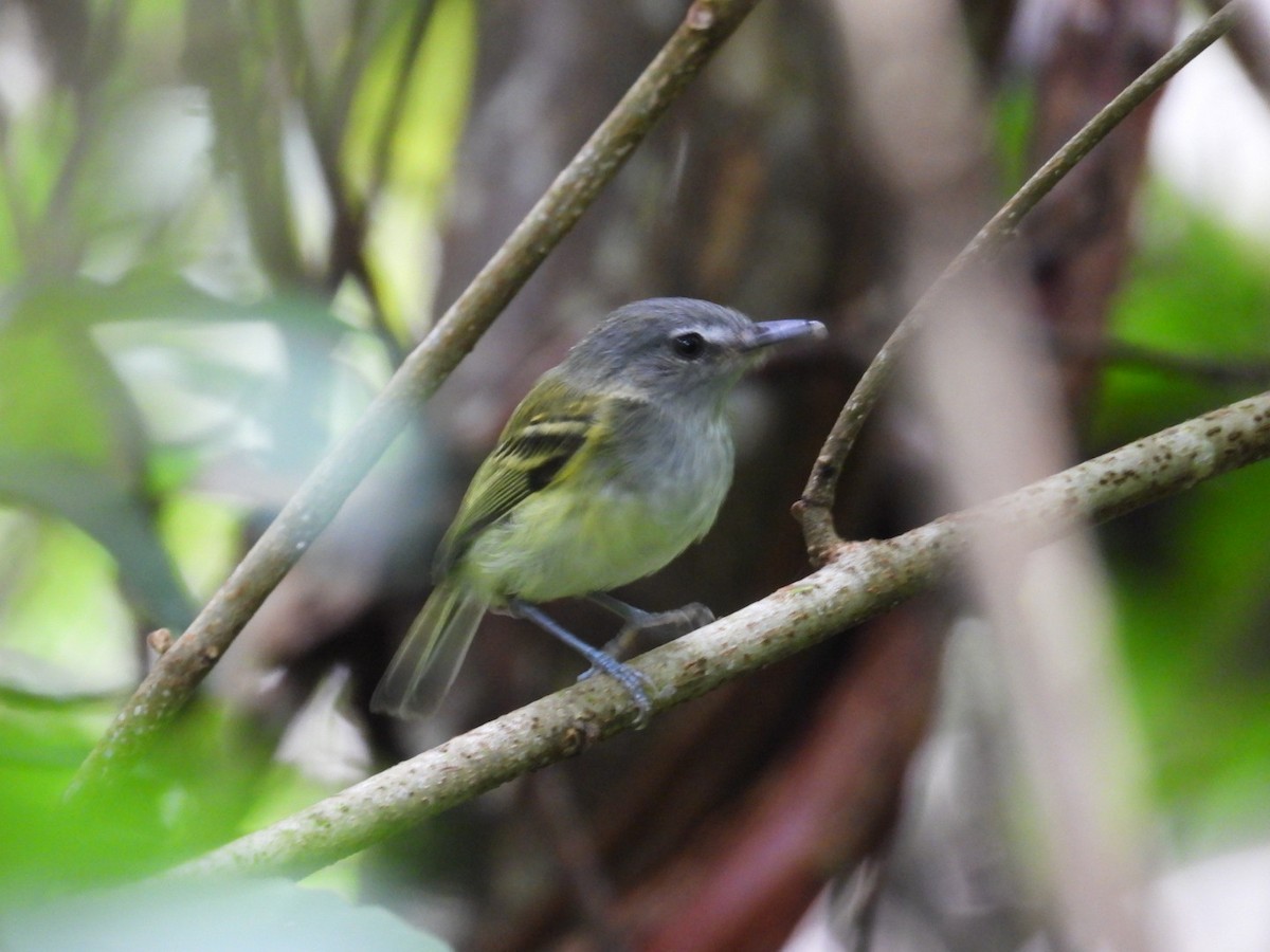 Slate-headed Tody-Flycatcher - ML640587727