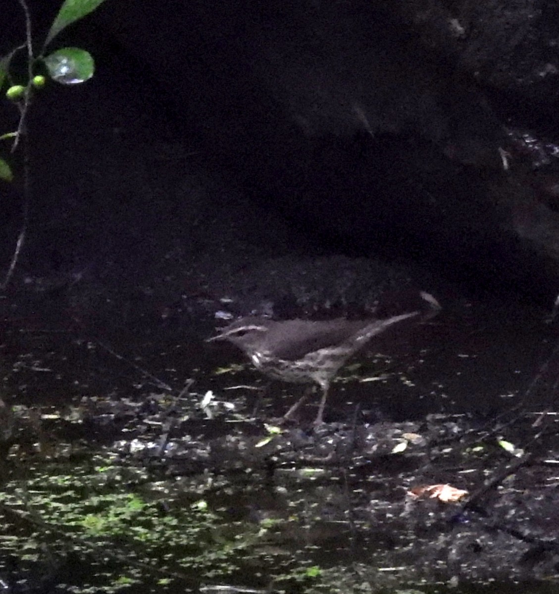 Louisiana/Northern Waterthrush - ML640587797
