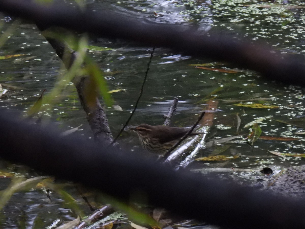 Louisiana/Northern Waterthrush - ML640587799