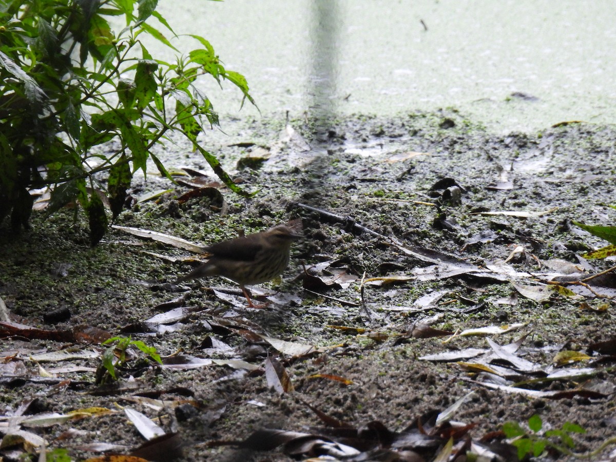 Louisiana/Northern Waterthrush - ML640587802
