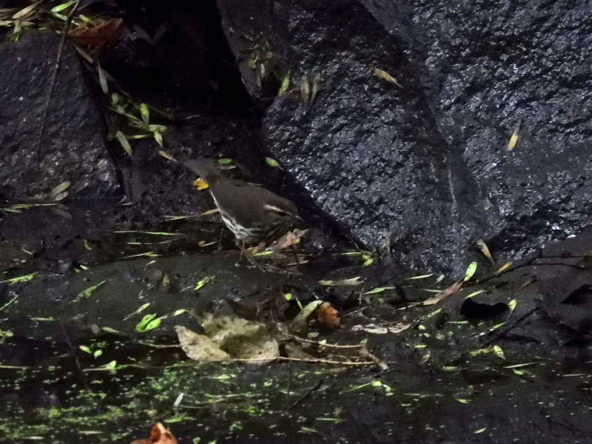 Louisiana/Northern Waterthrush - ML640587807