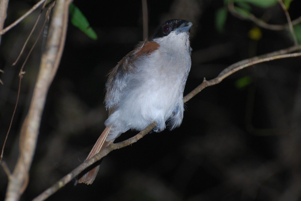 Rufous Vanga - ML640587867