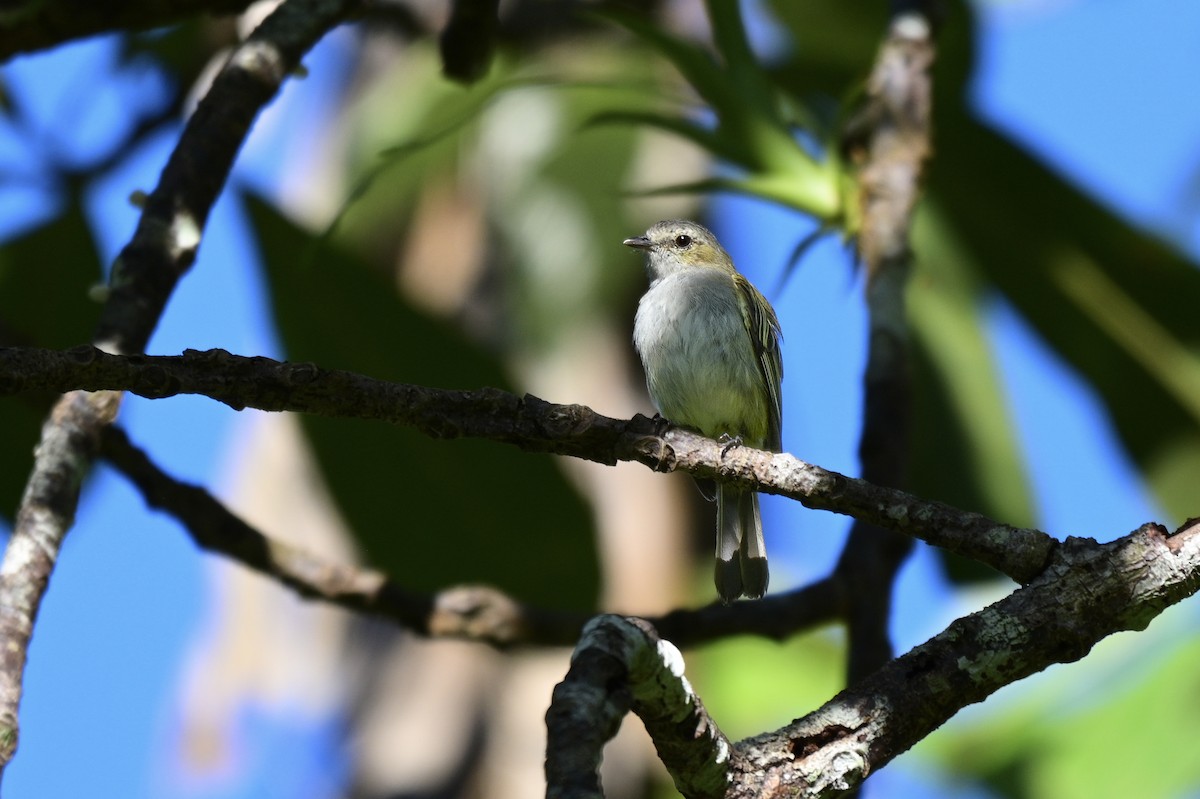 Mistletoe Tyrannulet - ML640587881