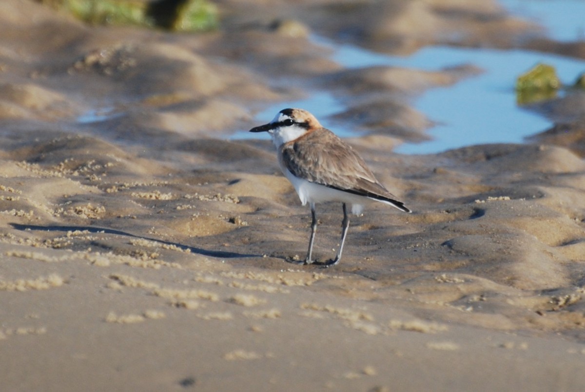 strandlo - ML640587884