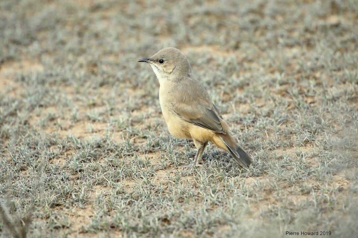 LeConte's Thrasher - ML640587892