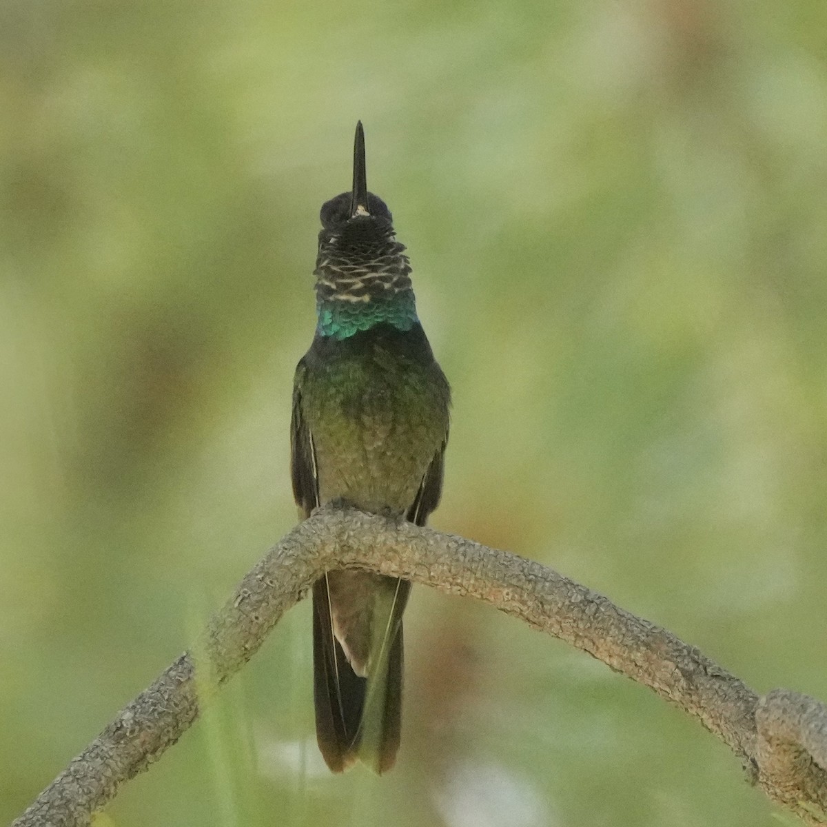 Rivoli's Hummingbird - ML640587904