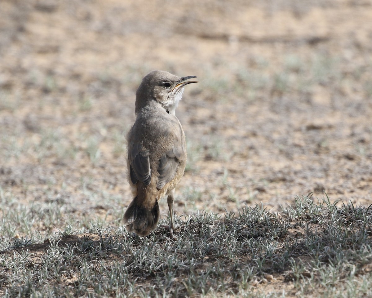 LeConte's Thrasher - ML640587953