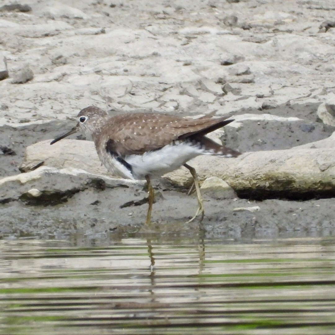 Solitary Sandpiper - ML640587961
