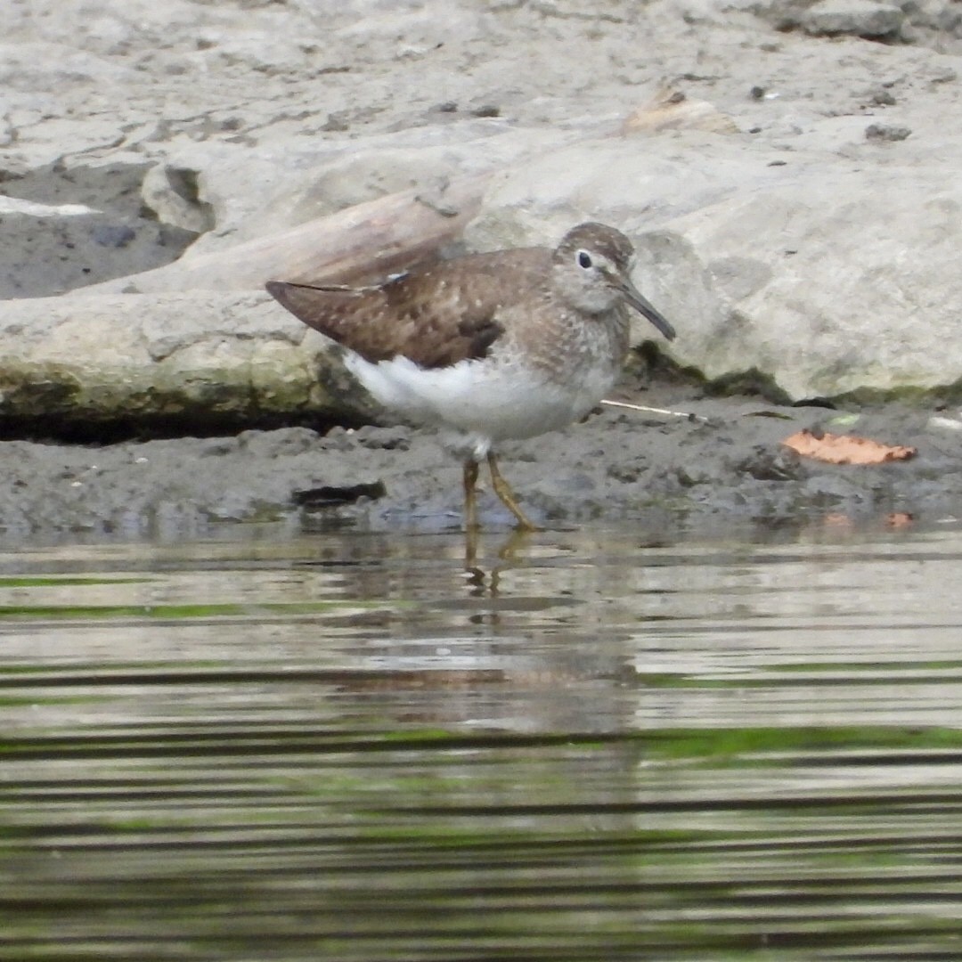 Solitary Sandpiper - ML640587962