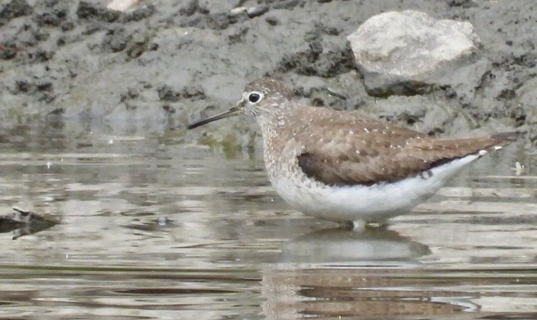 Solitary Sandpiper - ML640587963
