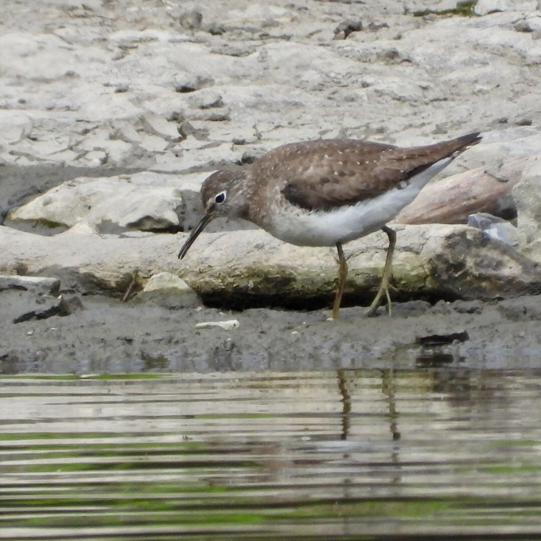 Solitary Sandpiper - ML640587964