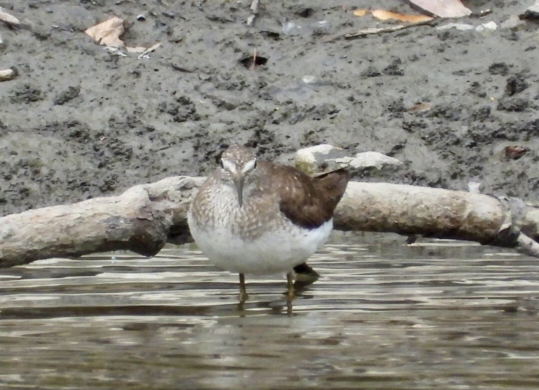 Solitary Sandpiper - ML640587965