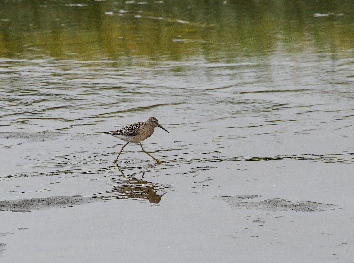 アシナガシギ - ML640587972