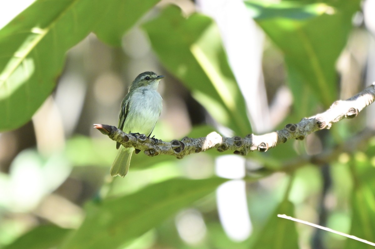 Mistletoe Tyrannulet - ML640588019