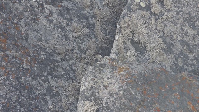 Водяная трясохвостка - ML640588042