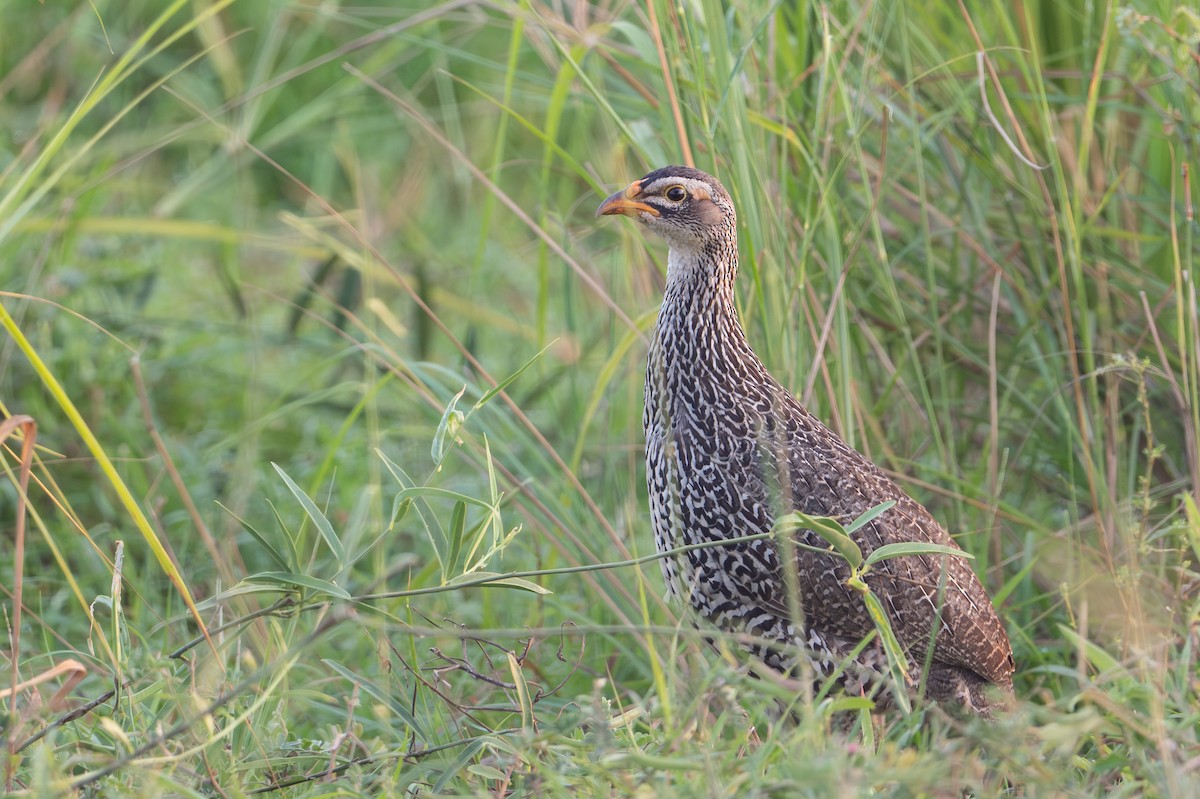 Heuglin's Spurfowl - ML640588102