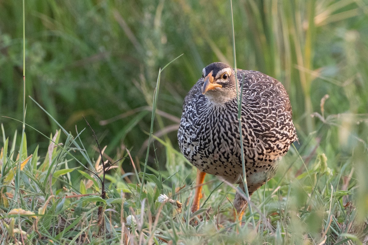 Heuglin's Spurfowl - ML640588104