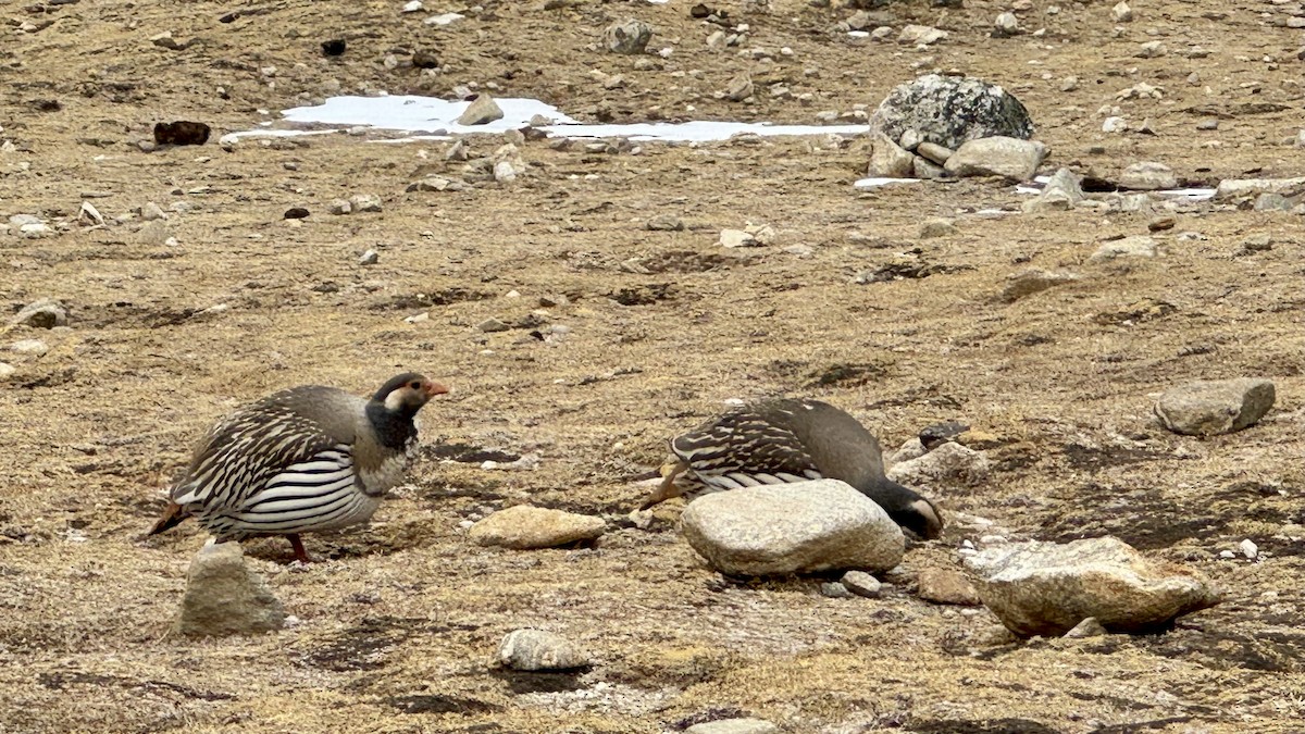 Tibetan Snowcock - ML640588164