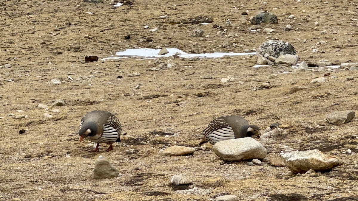 Tibetan Snowcock - ML640588165