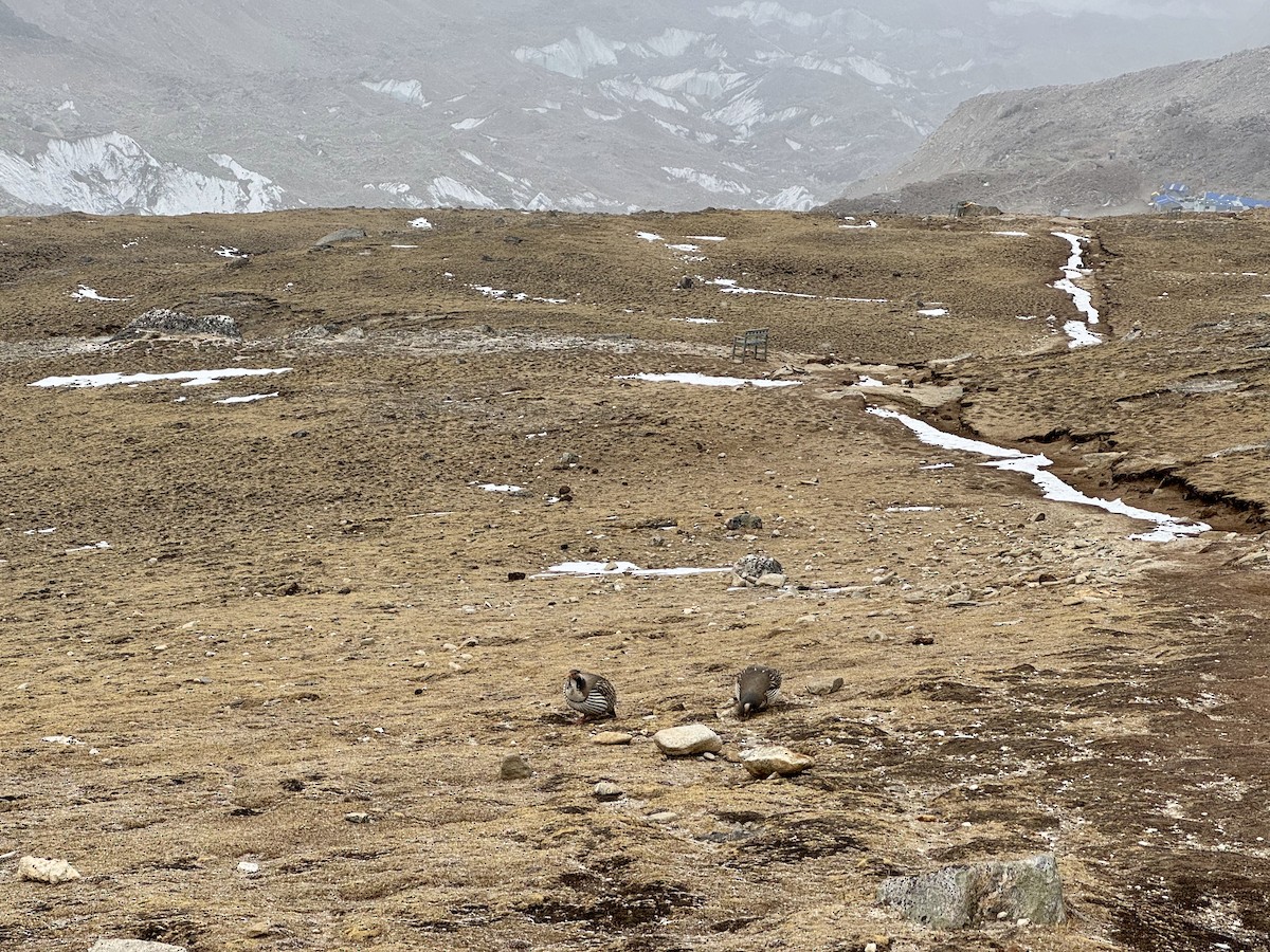 Tibetan Snowcock - ML640588166