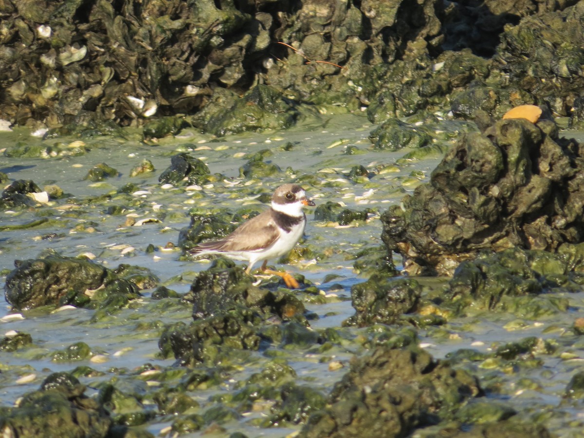 Semipalmated Plover - ML640588243