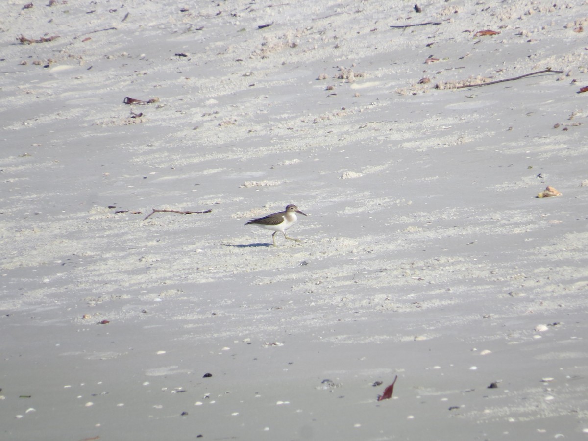 Spotted Sandpiper - ML640588259