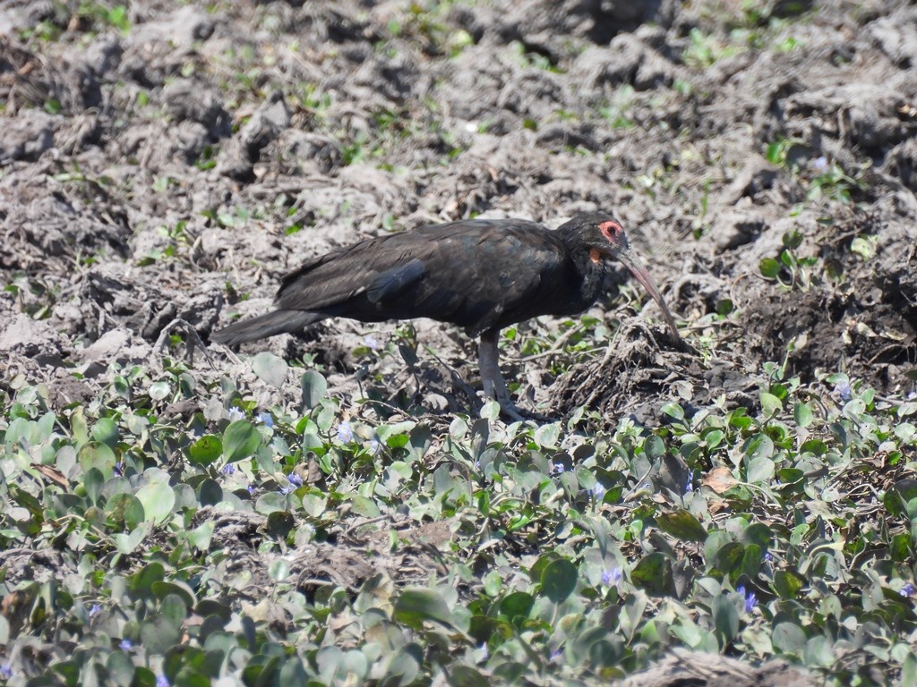 Sharp-tailed Ibis - ML640588266
