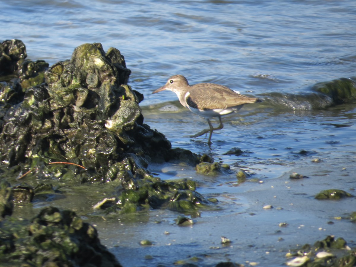 Spotted Sandpiper - ML640588269