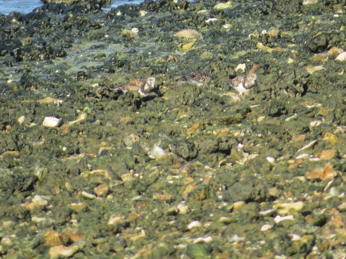 Ruddy Turnstone - ML640588288