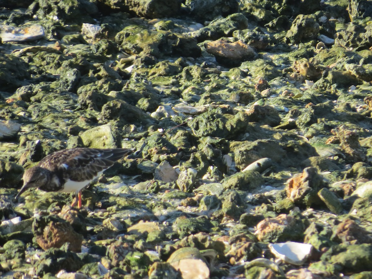 Ruddy Turnstone - ML640588294
