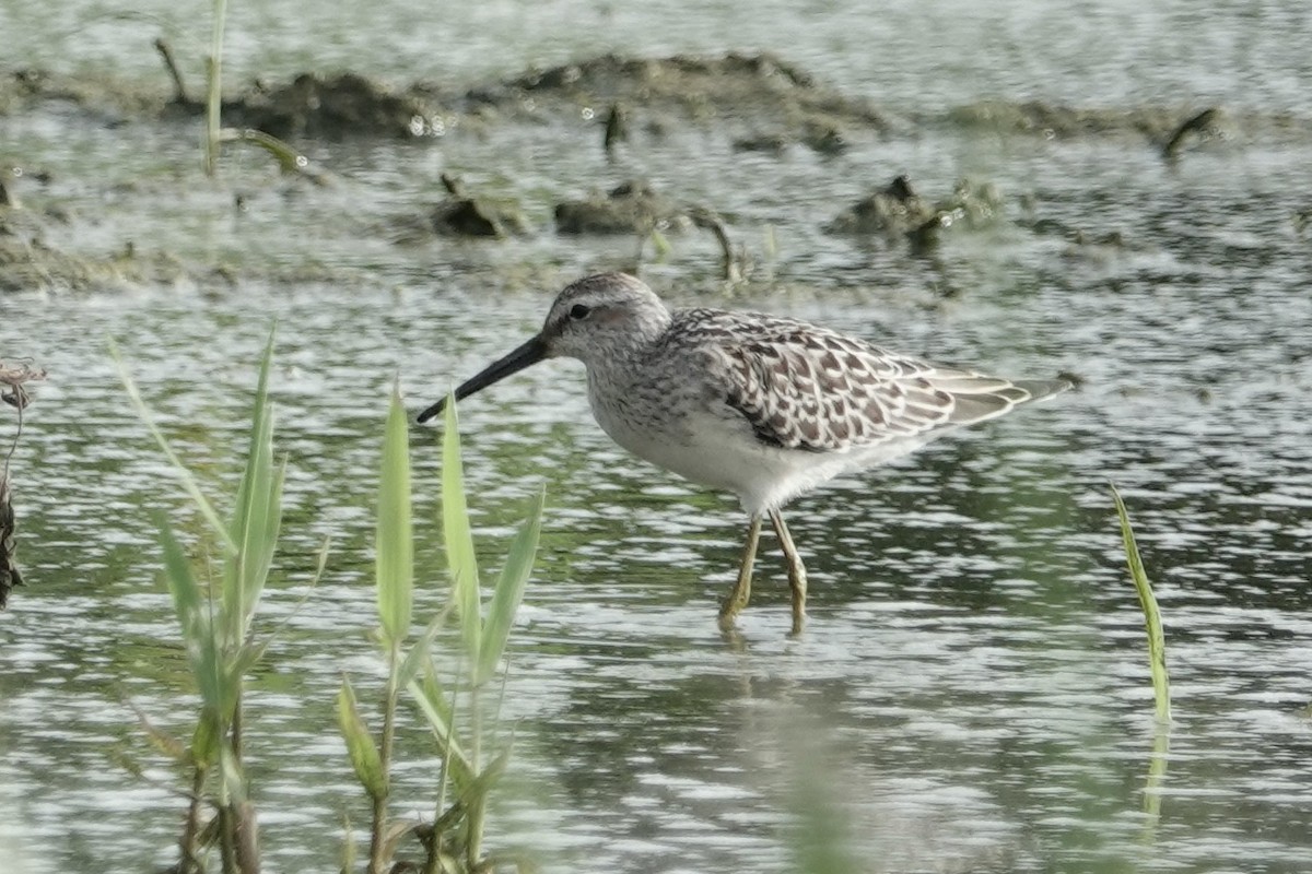 Stilt Sandpiper - ML640588332