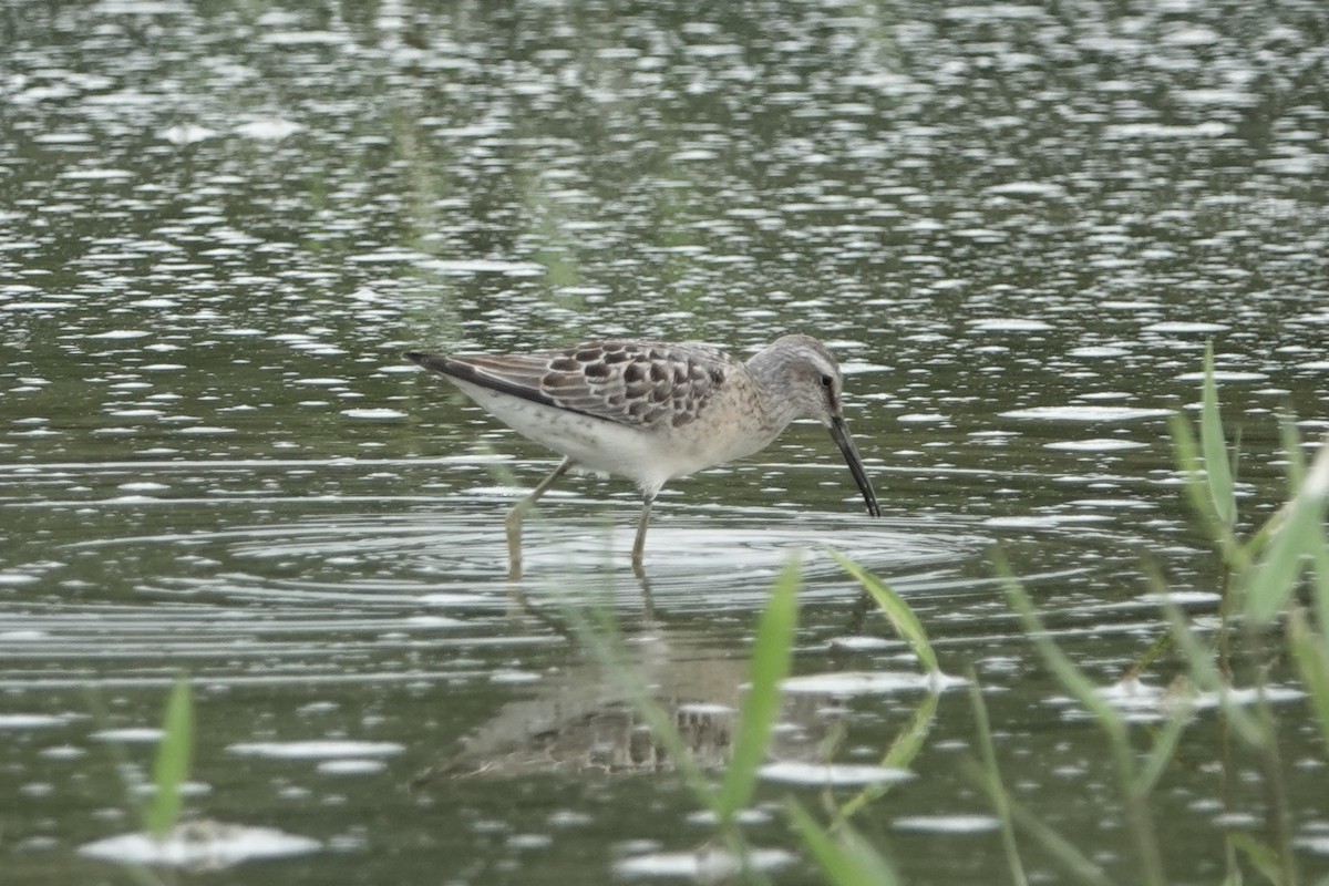 Stilt Sandpiper - ML640588349
