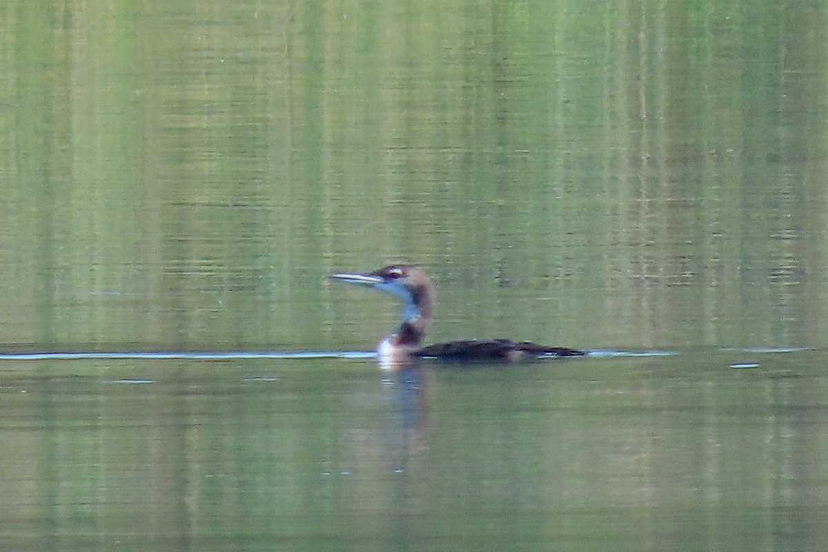 ハシグロアビ - ML640588361