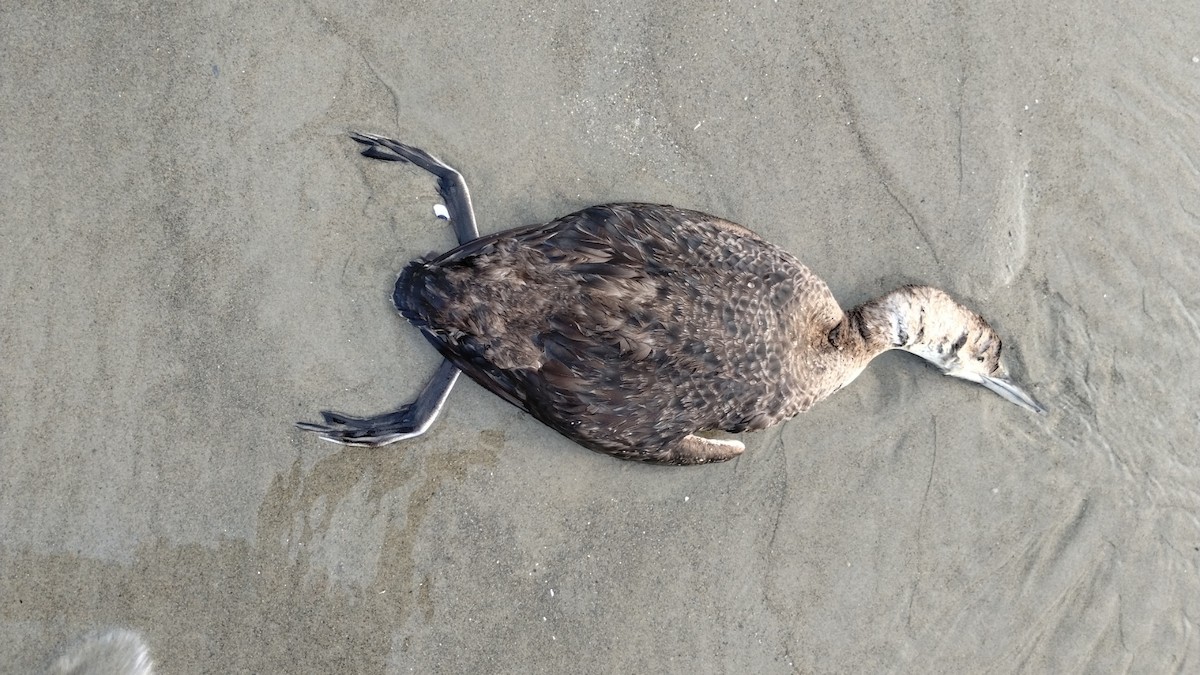 Common Loon - ML640588382