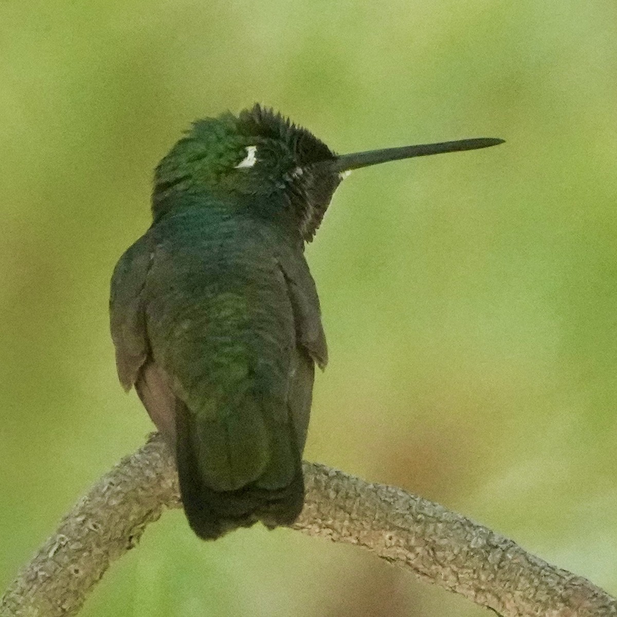 Rivoli's Hummingbird - ML640588404