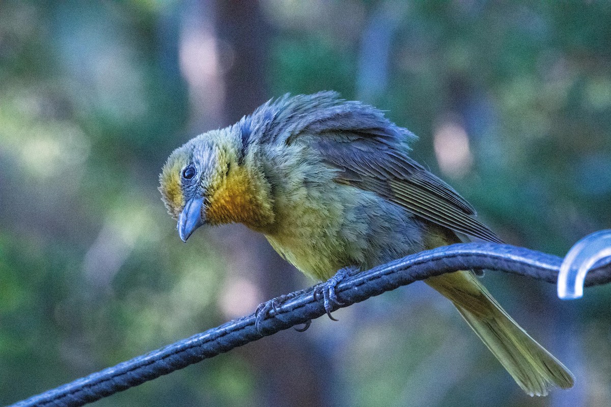 Hepatic Tanager - ML640588412