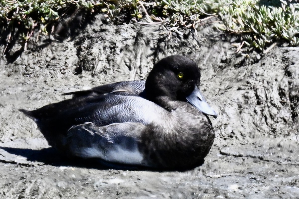 Тэнгисийн шумбуур - ML640588456