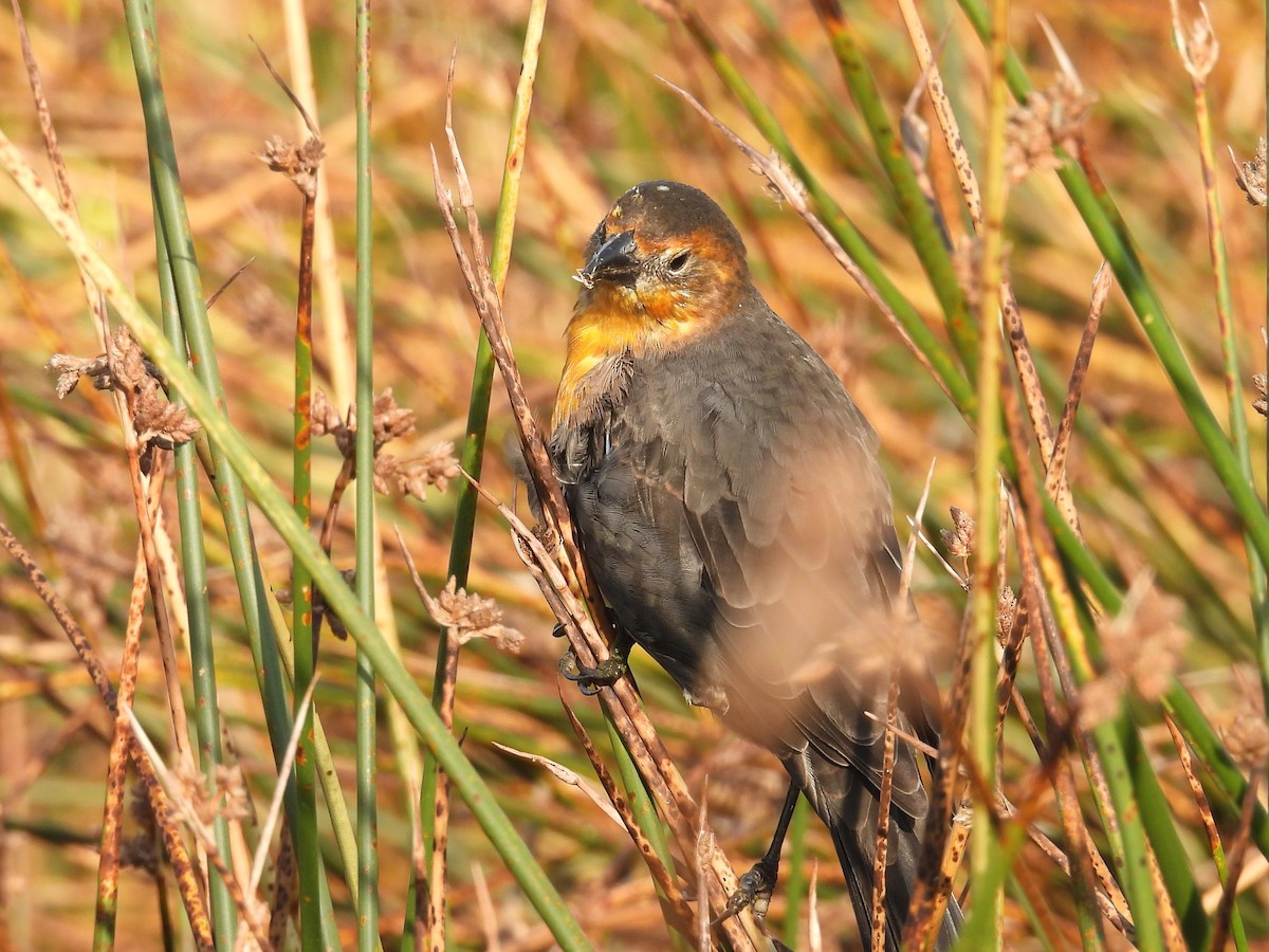 Yellow-headed Blackbird - ML640588515