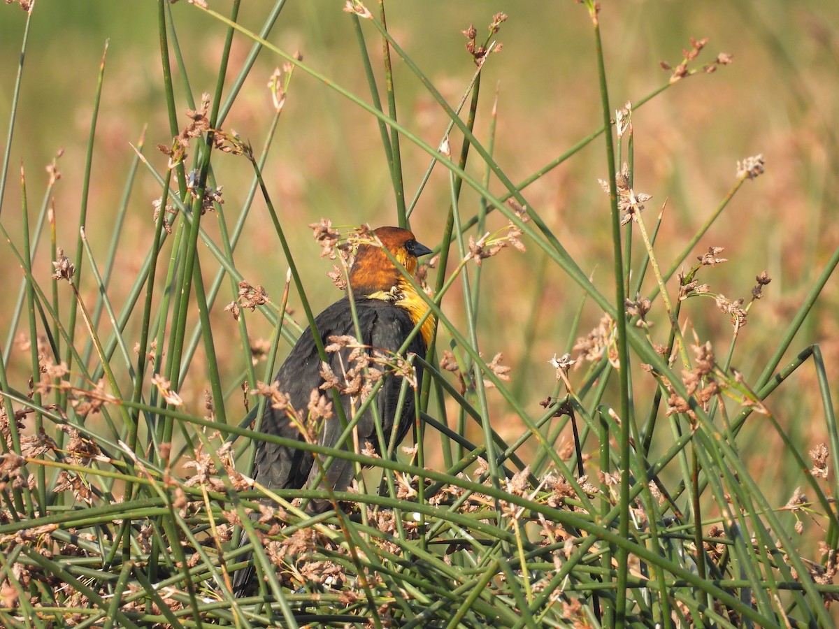 Yellow-headed Blackbird - ML640588518